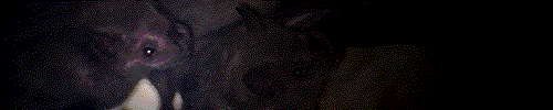 Spotlight pan of bats in Skull Cave